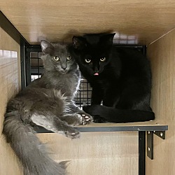 Thumbnail photo of Lennox (& Charley): adoption pending #3