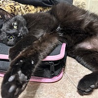 adopt a pet