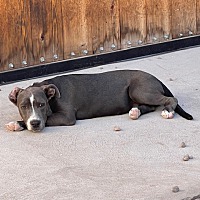 adopt a pet