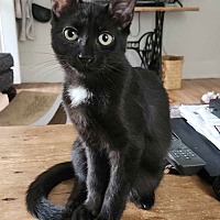 adopt-pet