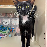 adopt a pet