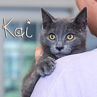 adopt a pet
