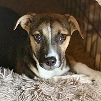BOOBOO - Jack Russell Terrier / Shepherd (Unknown Type) available for adoption