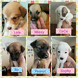 Thumbnail photo of Lonestar Puppies #1