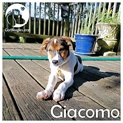 Thumbnail photo of Giacomo #1