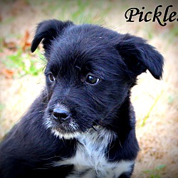Thumbnail photo of Pickles~adopted! #4