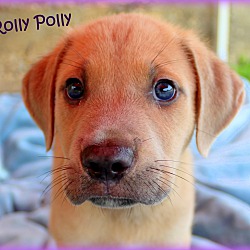 Thumbnail photo of Rolly Polly~adopted! #3