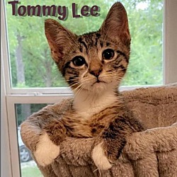 Photo of Tommy Lee