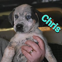 Photo of Chris(I have 2 beautiful blue