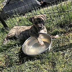 Photo of Bo (Boxer Babies)