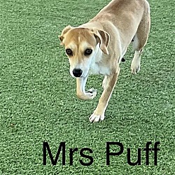 Thumbnail photo of Mrs.Puff #4