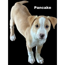 Photo of Pancake