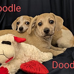 Photo of Doodle