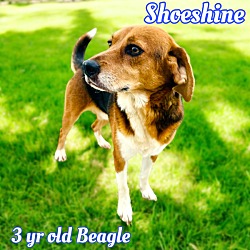 Thumbnail photo of Shoeshine #1