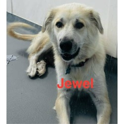 Thumbnail photo of Jewel #3