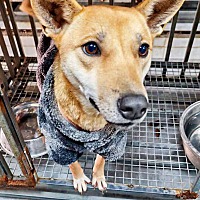 adopt a pet