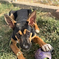 adopt a pet