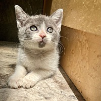 adopt a pet