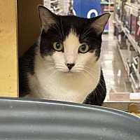adopt a pet