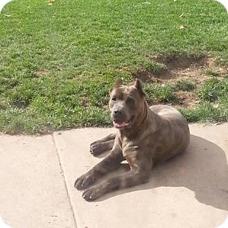 Albany Ny Cane Corso Meet Foxie A Pet For Adoption