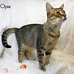 Thumbnail photo of Opie #4