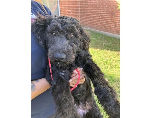 Dallas, TX - Poodle (Standard). Meet GREENLY a Pet for Adoption