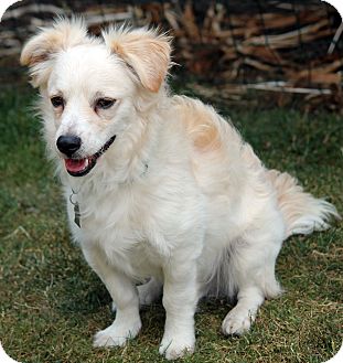 Lynnwood Wa American Eskimo Dog Meet Griffin A Pet For Adoption