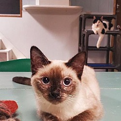 Photo of Kitten 25066 (Pearl)