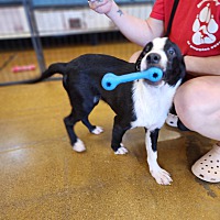 adopt a pet