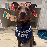 adopt a pet