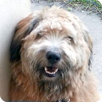 Pinecrest Fl Bearded Collie Meet Jupiter A Pet For Adoption