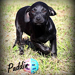 Thumbnail photo of Puddin~adopted! #1