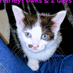 Photo of Harley