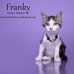 Photo of FRANKY