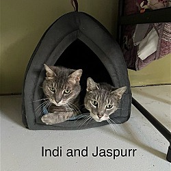 Photo of Indi & Jaspurr- bonded pair