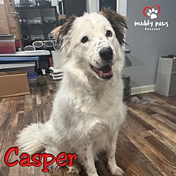 Photo of Casper (Courtesy Post)