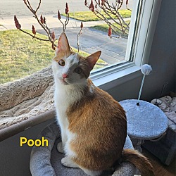 Photo of Pooh