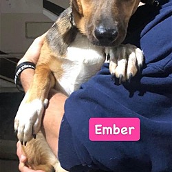 Photo of Ember *adoption pending