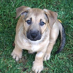 Photo of Kanga Pup - Blustery
