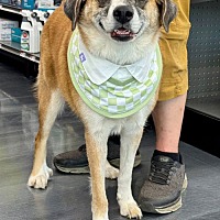 adopt a pet