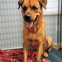 adopt a pet