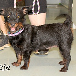 Thumbnail photo of Suzie~adopted! #1