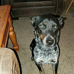Thumbnail photo of Gus the Cattle Dog #4