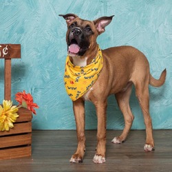 Photo of Brownie