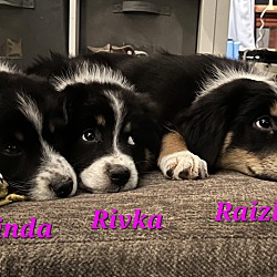 Thumbnail photo of Hinda, Rivka and Raizle #1