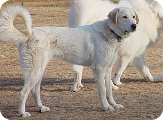 Tulsa Ok Great Pyrenees Meet Tyler Pending Adoption A Pet For