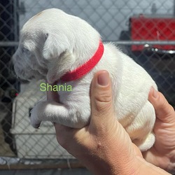 Thumbnail photo of Shania #3