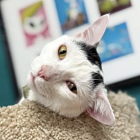 adopt a pet