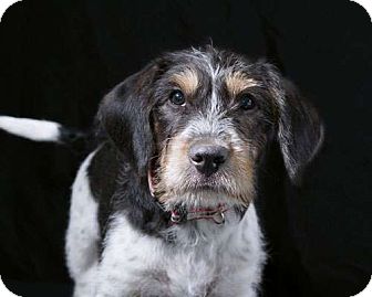 wheaten terrier beagle mix
