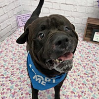 adopt a pet